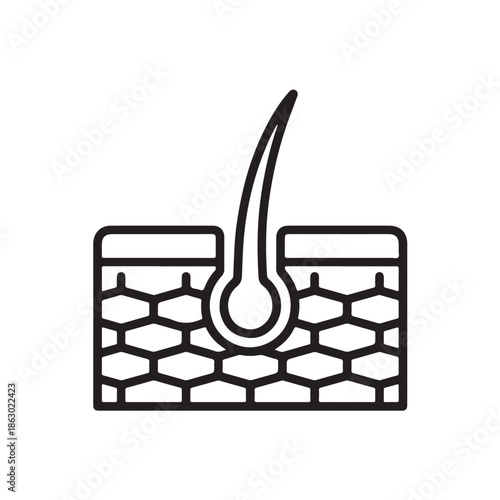 Human Hair Follicle Diagram in Simple Line Art Style with Black and White Color Scheme on White Background for Educational Use