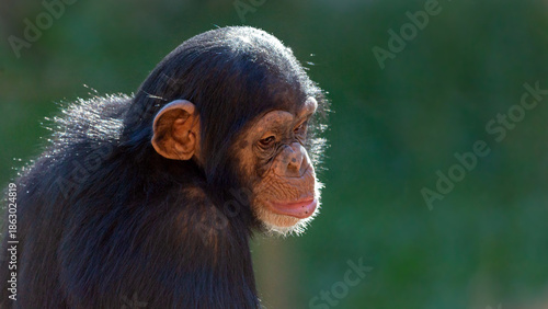 Tableau sur toile Portrait of a thoughtful young chimpanzee