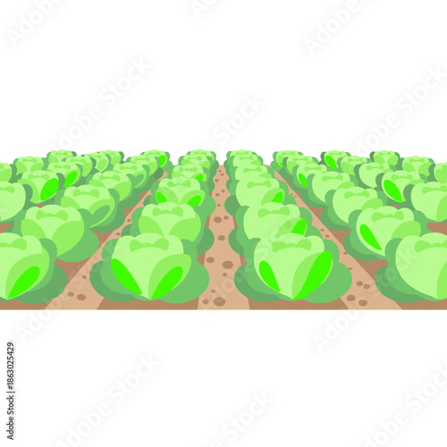 Rows of fresh lettuce growing in green farmland under sunlight  