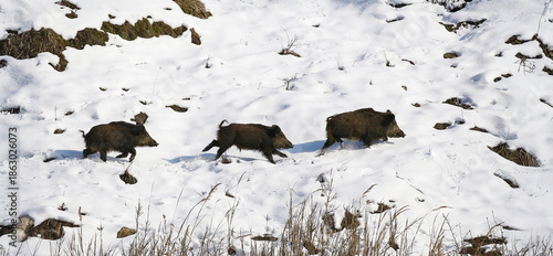 Group of wild boars walking through snowy mountain terrain in winter. The animals move together across the frozen landscape, showing natural behavior and survival in a harsh environment.