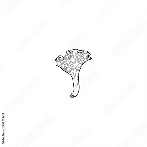 Mushroom outline sketch artwork handmade illustration