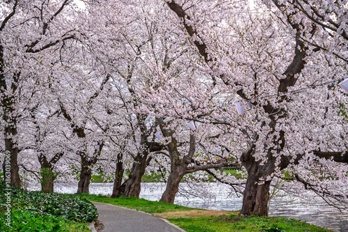 Japan Cherry blossom trees row along Takada Castle park lake and Japanese Northern Alps backgreound in Joetsu, Niigata, Japan.