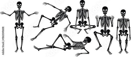 Human Skeleton Vector Silhouette Set Featuring Various Poses Sitting Standing Lying Down And Dancing For Halloween Medical Study And Anatomy Design