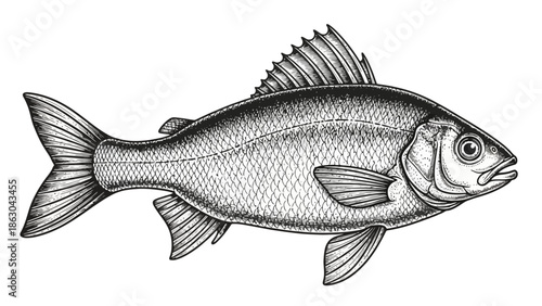A detailed black and white illustration of a single fish, showcasing its scales, fins, and eye.
