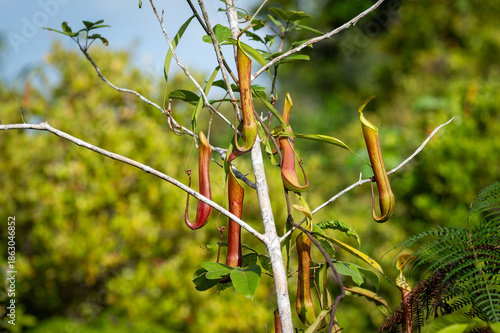 Tropical Pitcher Plants (Nepenthes) climbing on green foliage in the wild.