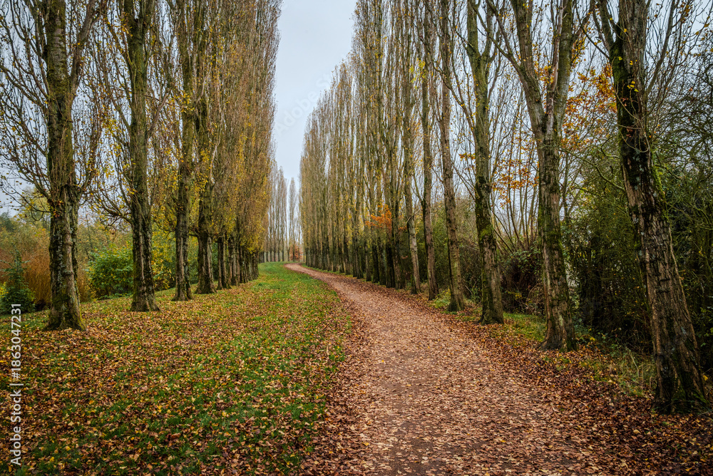 Obraz premium A winding footpath lined with tall trees on a cloudy day, with most leaves fallen and a few remaining on the branches