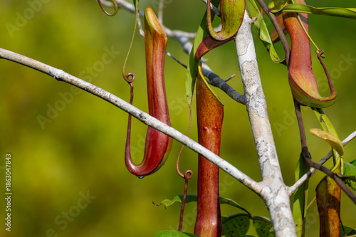 Tropical Pitcher Plants (Nepenthes) climbing on green foliage in the wild.