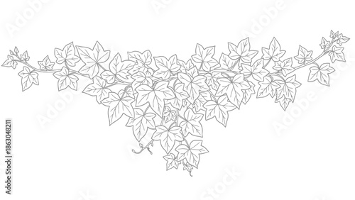 Simple line drawing of ivy leaves on white background