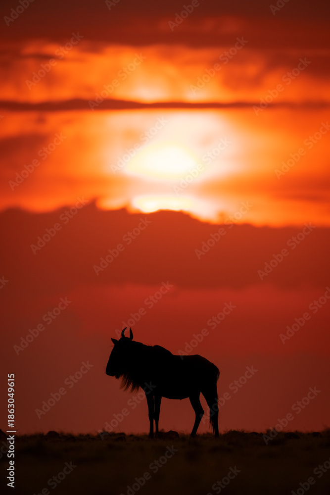 Naklejka premium Blue wildebeest silhouetted on skyline at sunset