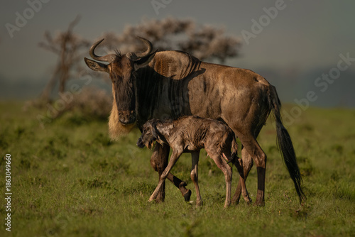 Cuadro en lienzo Blue wildebeest stands next to newborn calf