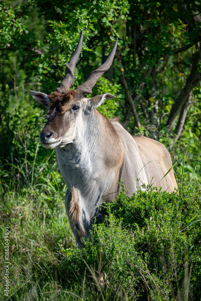 Fototapeta premium Common eland stands watching camera behind bush