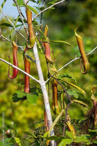 Tropical Pitcher Plants (Nepenthes) climbing on green foliage in the wild.
