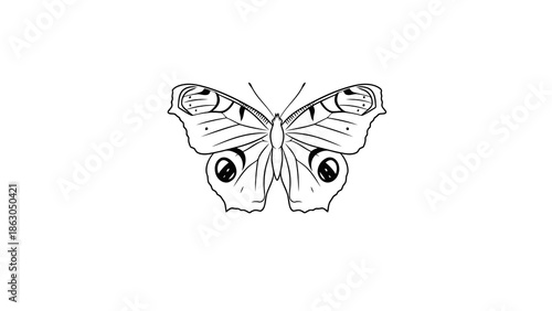 Black and white butterfly with eye spots on wings