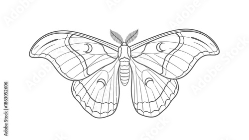 Beautiful line drawing of a moth with intricate wing patterns