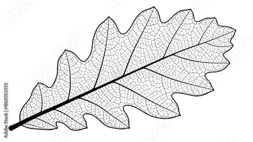 Detailed illustration of a leaf with visible veins