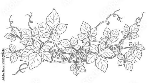 Vine with leaves and tendrils illustration
