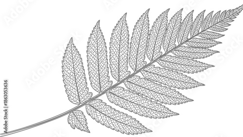 Detailed illustration of a fern leaf with intricate veins