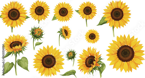 Collection of bright yellow sunflowers in various stages of bloom