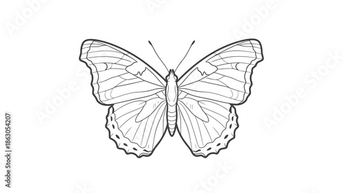 Beautiful butterfly with delicate wings and antennae