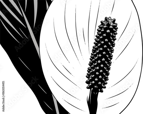Black and white illustration of a blooming plant with a prominent central stalk