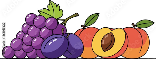 Colorful illustration of a bunch of purple grapes, two plums, and three peaches (one halved) on white