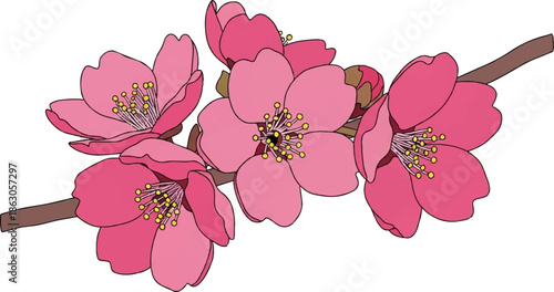 Delicate pink blossoms adorn a brown branch against a white background, showcasing natural beauty