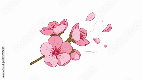 Delicate pink cherry blossoms with falling petals, set against a white backdrop