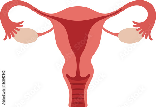 Detailed illustration of the female reproductive system