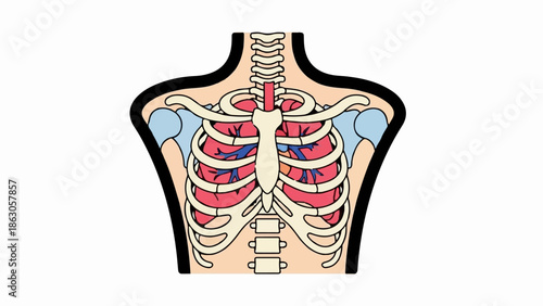 Colorful anatomical illustration of human torso showing skeleton, heart, and lungs on white background