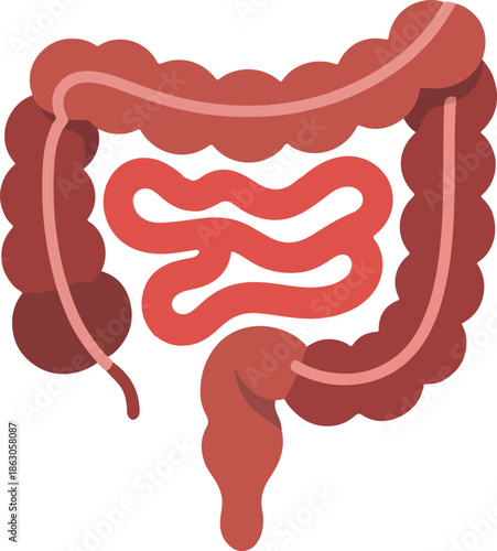 Human digestive system with intestines and colon