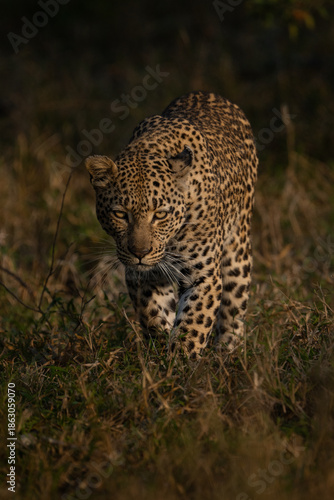 A portrait of a leopard sneaking through the long grass in golden light in Kruger Park. 