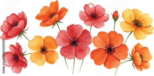 Vibrant flowers in full bloom displayed against a clean white background