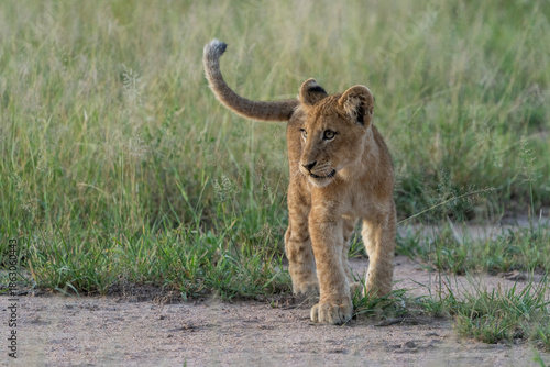 A lion cub standing in the green grassland in Kruger National Park. 