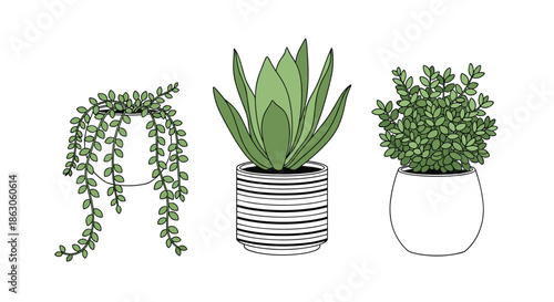 Three different potted houseplants in decorative pots including a hanging plant, an aloe vera, and a leafy bush.