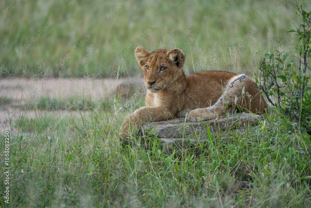 Fototapeta premium A little lion cub lying on a fallen tree in the green grass, Kruger Park. 