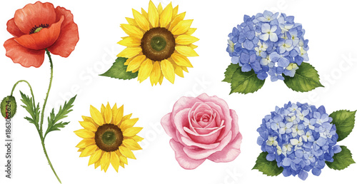 A collection of flowers including poppy, sunflowers, rose, and hydrangeas arranged together on a white background