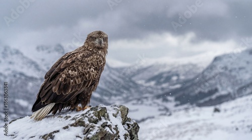 A majestic eagle perches on...