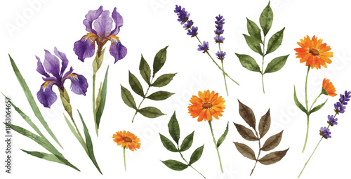 Vibrant floral arrangements featuring irises, marigolds, and lavender in a botanical illustration