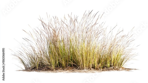 Tuft of Ornamental Grass Isolated