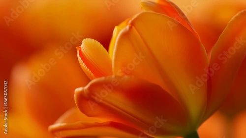 Wallpaper Mural Vibrant orange tulip blooms in gentle breeze lighting up springtime garden Torontodigital.ca