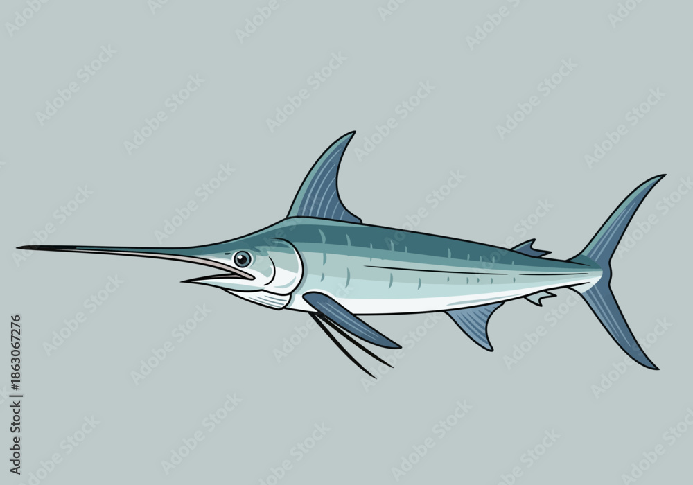 Fototapeta premium A blue marlin with a long bill swims with fins extended.