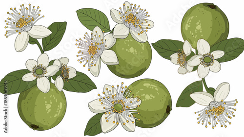 Lime Fruits with White Flowers and Leaves.