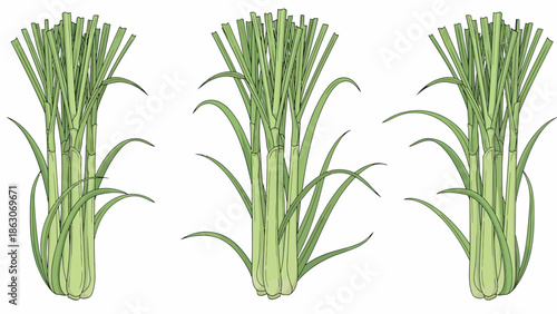 Three Bunches of Fresh Green Onions.
