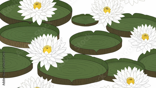 White Water Lilies on Green Pads.