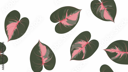 Pink Variegated Leaves on White Background.