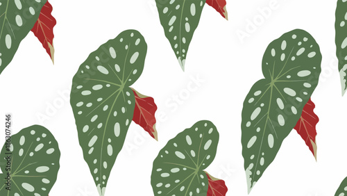 Adansonii Leaves with Red Flowers Pattern.