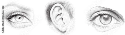 "Human eye and ear sketch illustration. Detailed facial anatomy drawing in monochrome pencil style. Ideal for medical education, anatomy study, biology diagrams, and artistic design use."