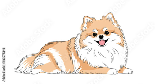 Detailed illustration of a fluffy orange and white pomeranian dog lying down comfortably against a clean white background.