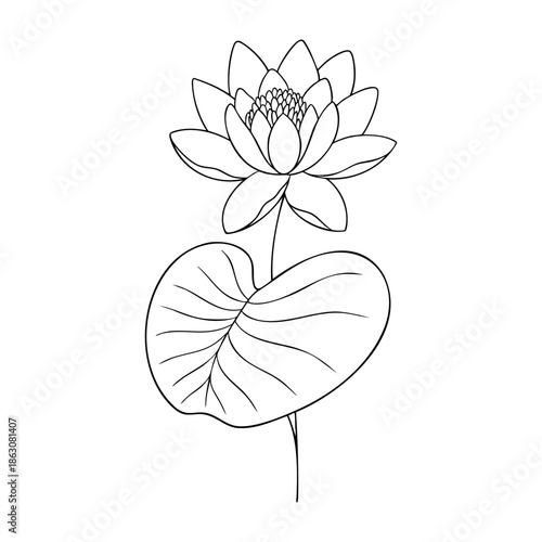 July birth flower water lily, line art vector, black and white botanical illustration, elegant floral sketch, minimalist outline drawing, hand drawn monochrome flower design, vintage aesthetic