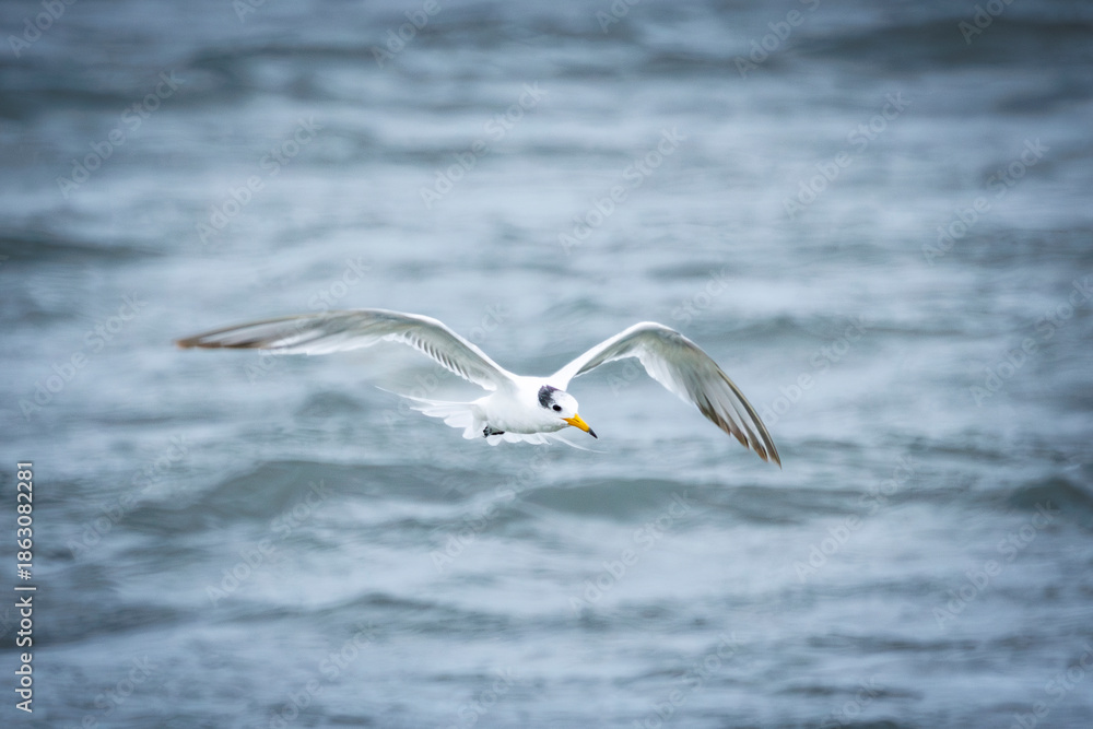 Fototapeta premium Critically Endangered Chinese Crested Tern (Thalasseus bernsteini) soaring over the ocean waves.